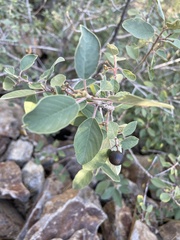 Frangula californica