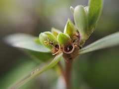 Tapinoma melanocephalum