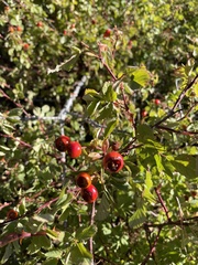 Rosa californica