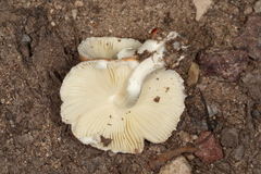Leucoagaricus rubrotinctus