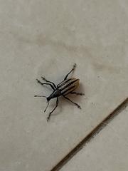 Diaprepes abbreviatus