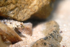 Favonigobius lateralis