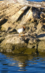 Mergus merganser
