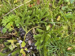 Lycopodium clavatum
