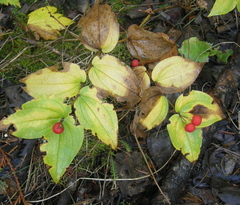 Prosartes trachycarpa