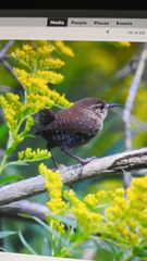 Troglodytes hiemalis