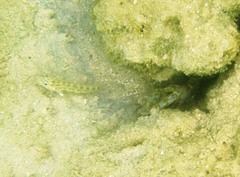 Ctenogobiops pomastictus