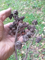 Cupania