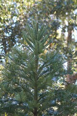 Wollemia nobilis