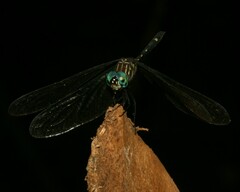 Dythemis nigra