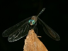 Dythemis nigra