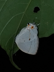 Iaspis andersoni