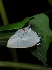 Iaspis andersoni
