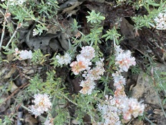 Eriogonum wrightii