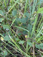 Rubus cuneifolius