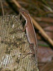 Anolis limifrons