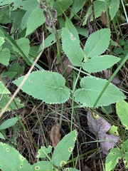 Zizia aurea