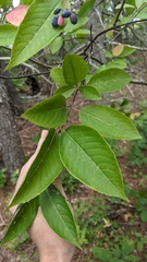 Viburnum cassinoides image