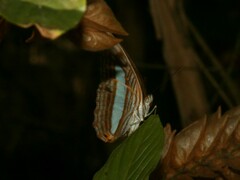 Adelpha basiloides