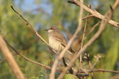 Tyrannidae