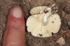 Leucoagaricus rubrotinctus
