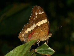 Anartia fatima