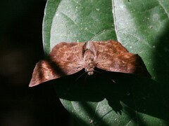 Antigonus erosus