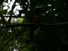 Trogon rufus
