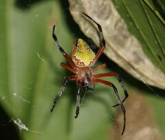 Eriophora nephiloides