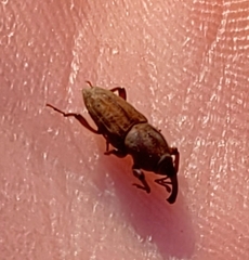 Sphenophorus parvulus