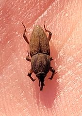 Sphenophorus parvulus