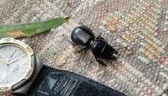 Scaraphites hirtipes