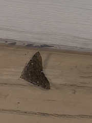 Idia diminuendis