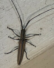 Hippopsis lemniscata