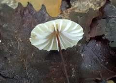 Marasmius rotula