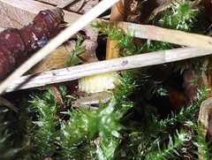 Lamprohiza splendidula