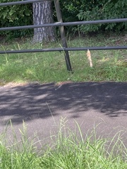 Trichonephila clavata