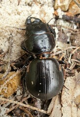 Scaraphites hirtipes