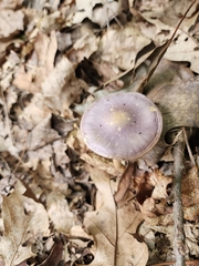 Cortinarius iodeoides