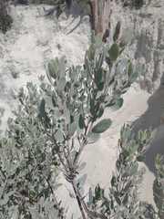 Arctostaphylos silvicola