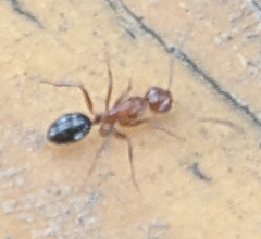 Myrmentoma