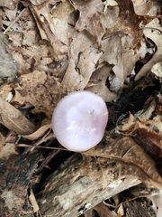 Cortinarius iodeoides