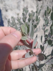 Arctostaphylos silvicola