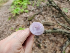 Cortinarius iodeoides