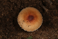 Leucoagaricus rubrotinctus
