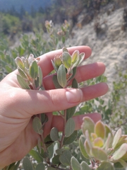 Arctostaphylos silvicola