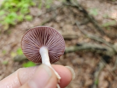 Cortinarius iodeoides
