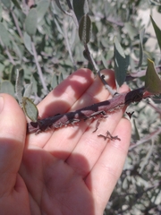 Arctostaphylos silvicola