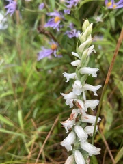 Spiranthes incurva