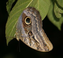 Caligo oedipus